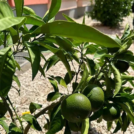 Appleonlux * 우마그